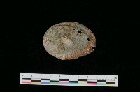 藏品(扁鮑螺)的圖片